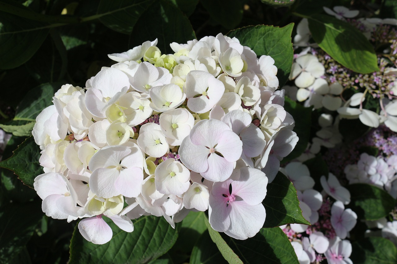 hydrangea white blossom free photo