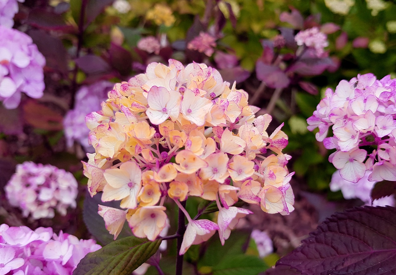 hydrangea hydrangea flower flowers free photo