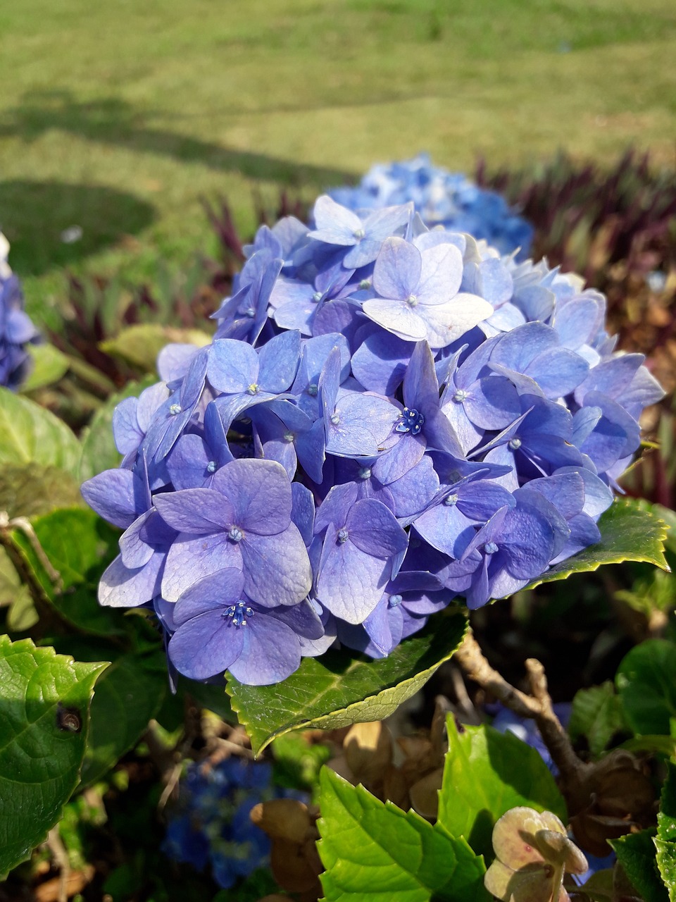 hydrangea purple flower purple free photo