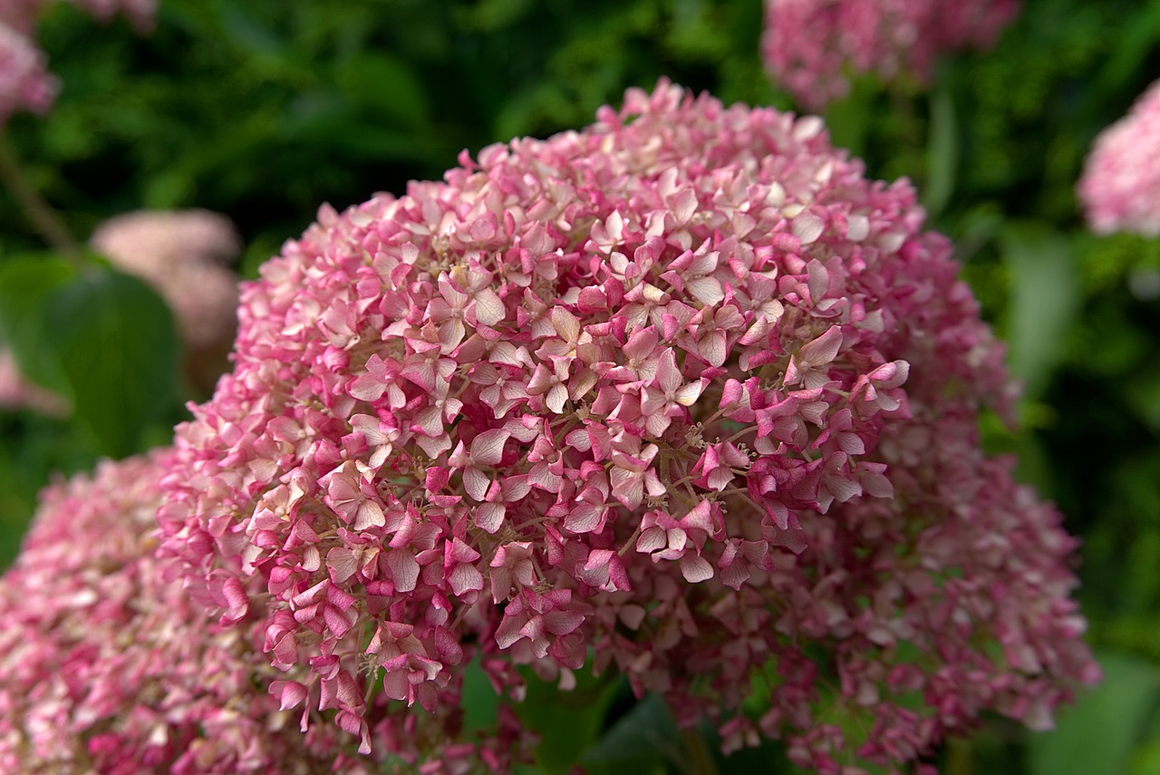 hydrangea blossom bloom free photo