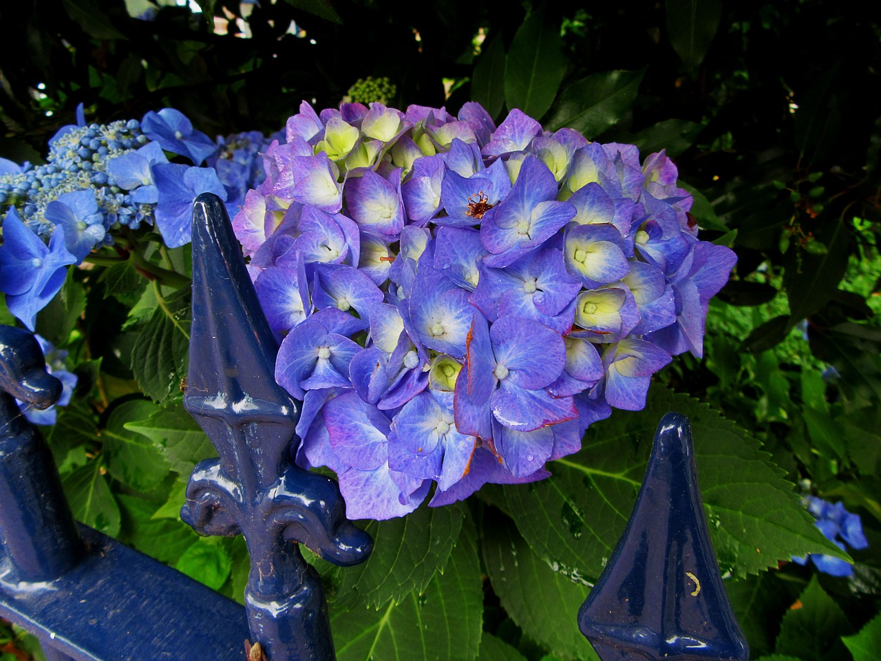 hydrangea blue flowers flowers free photo