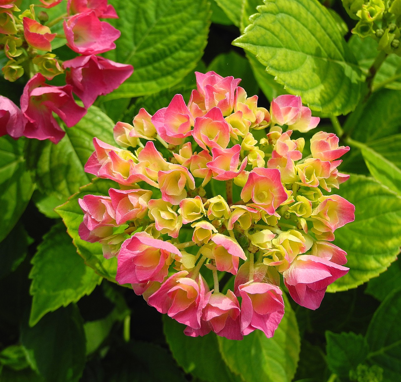 hydrangea flower pink hydrangea free photo