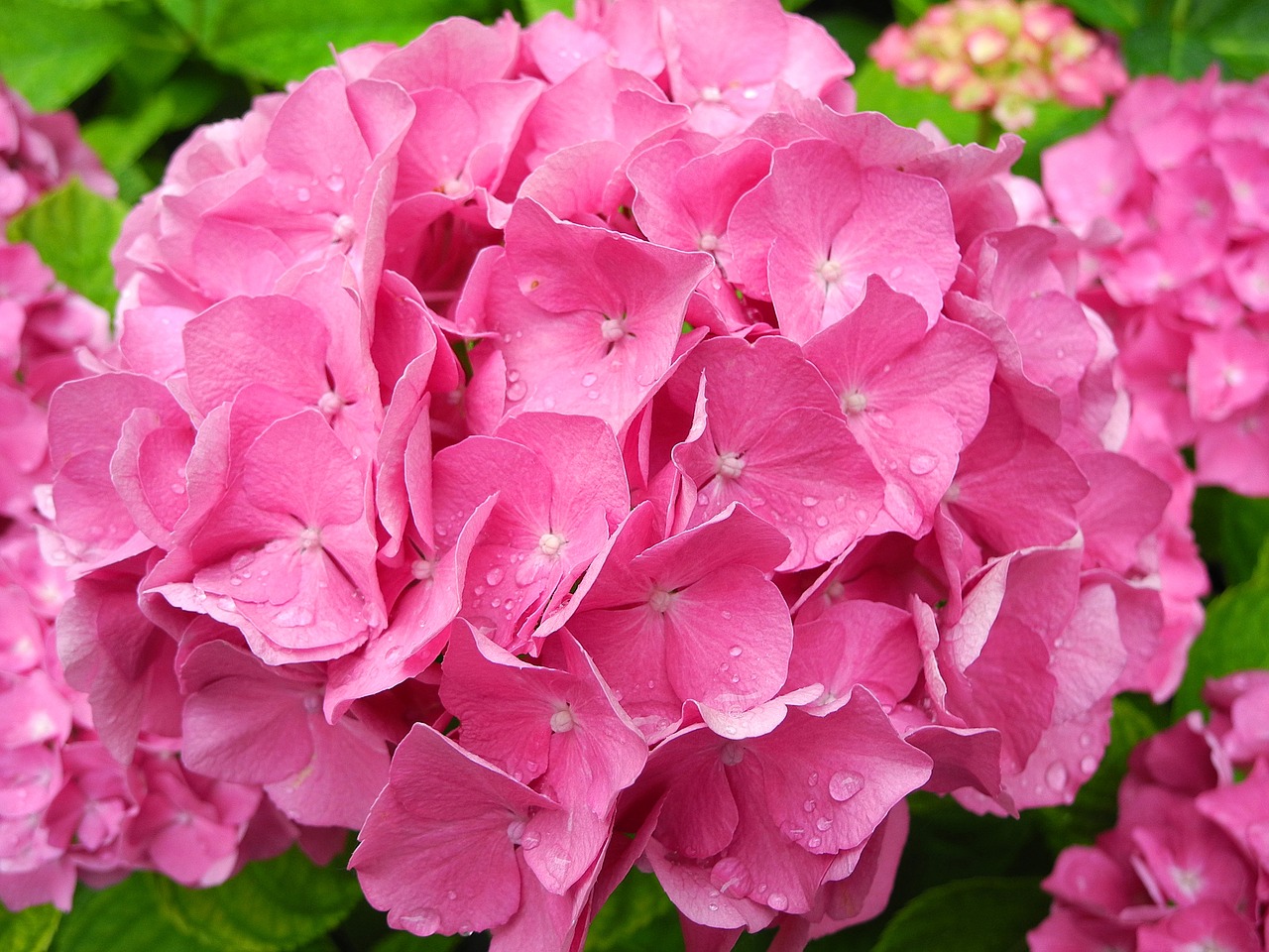 hydrangea flower pink hydrangea free photo