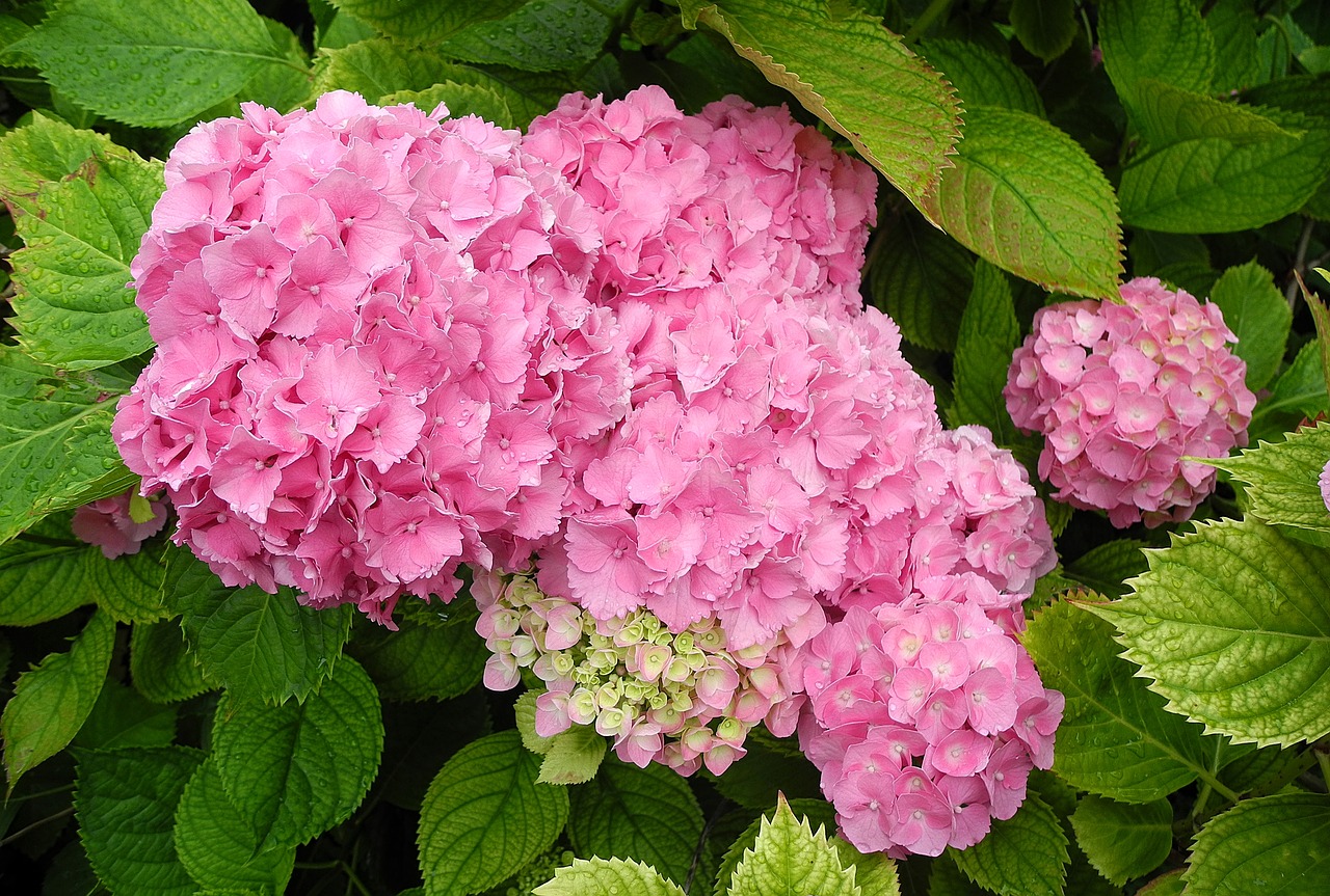 hydrangea flower pink hydrangea free photo