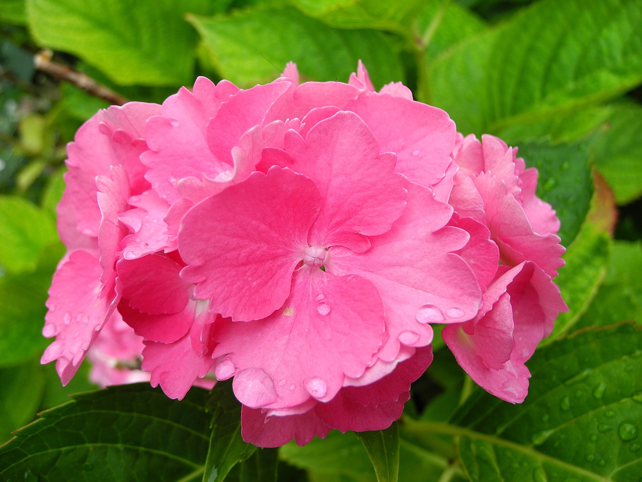 hydrangea flower pink hydrangea free photo