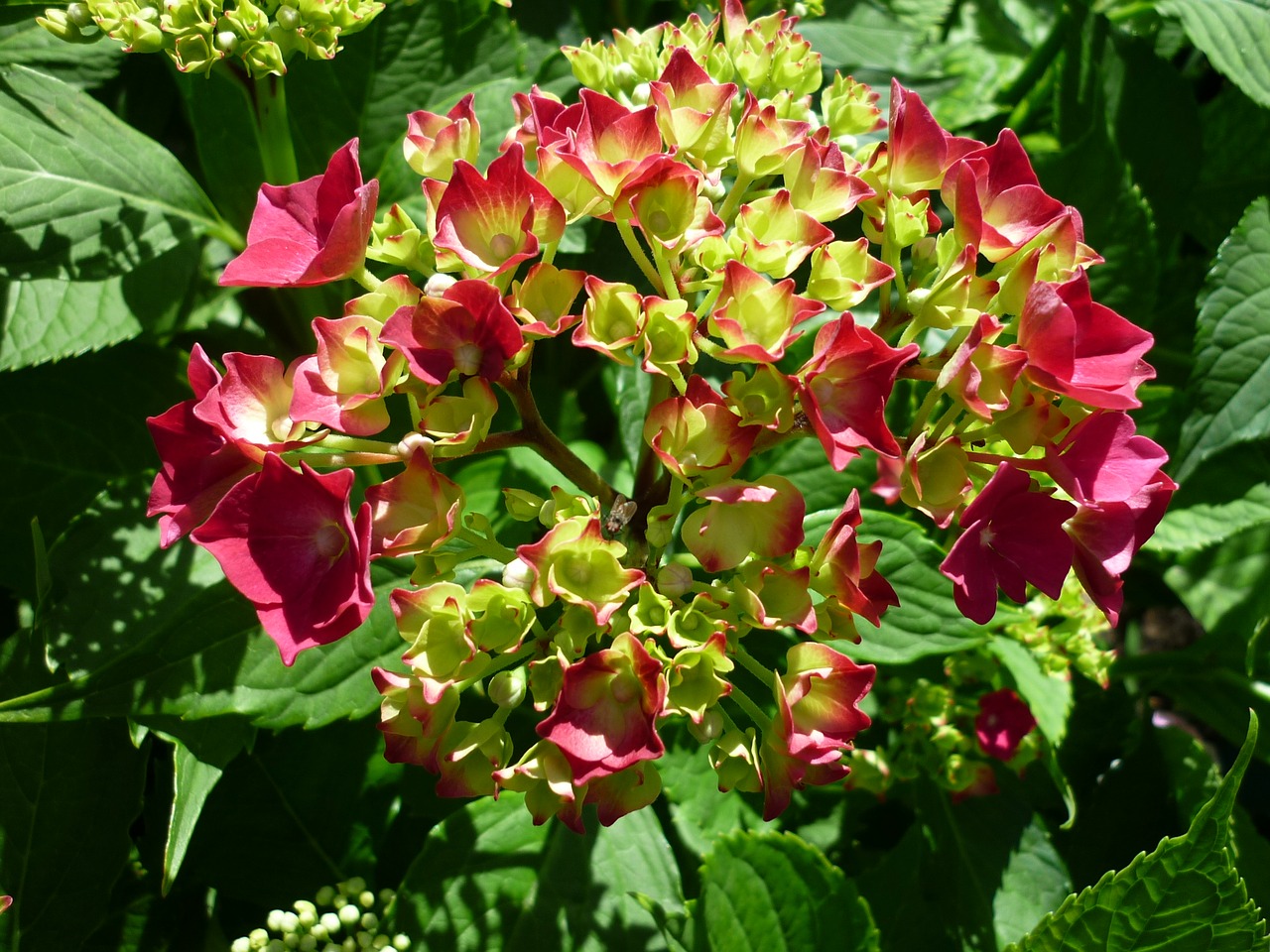 hydrangea shrub flower garden free photo