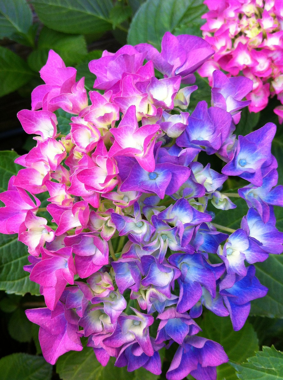 hydrangea hydrangea paniculata bush free photo