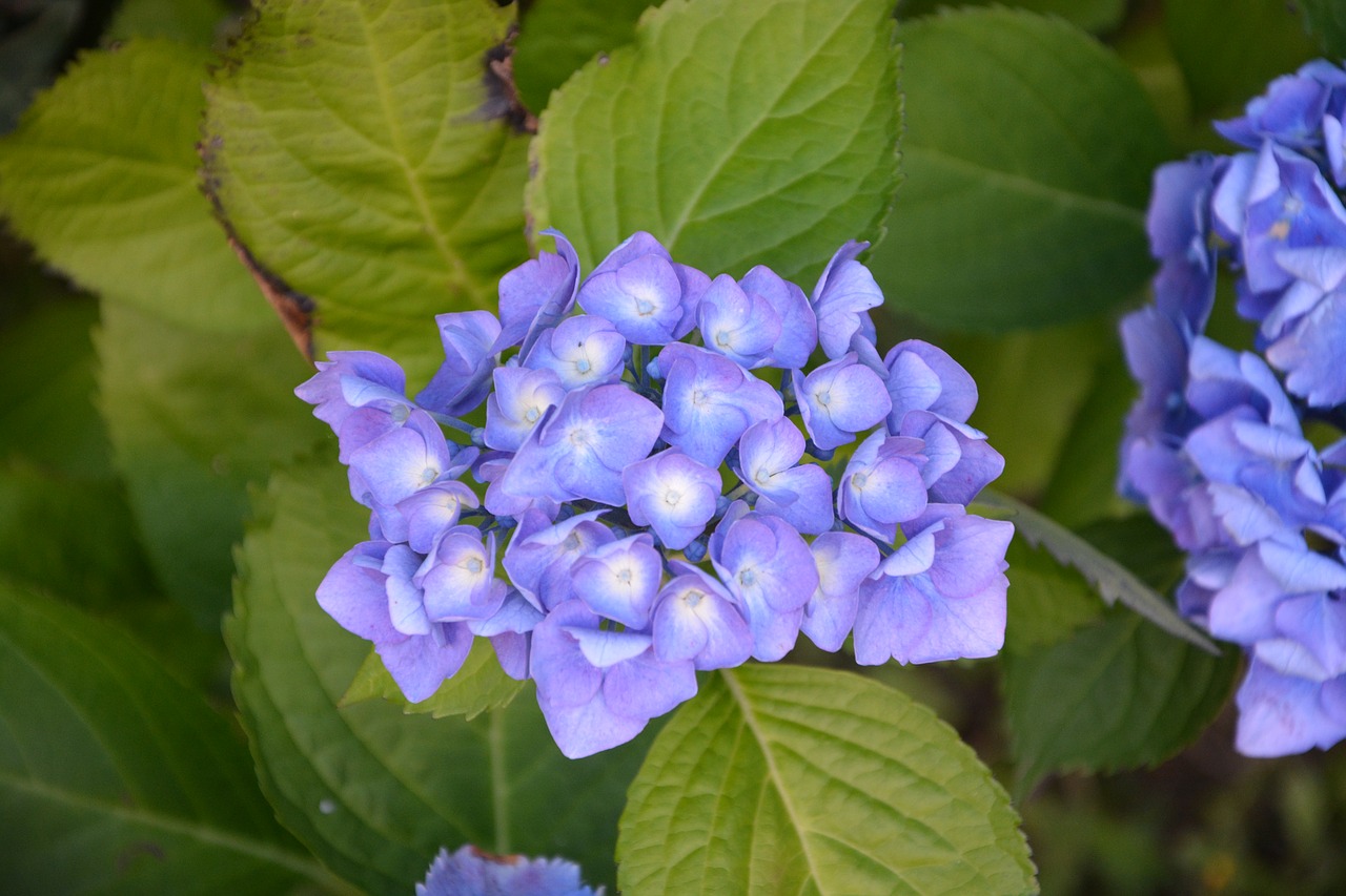 hydrangea flowers petals free photo