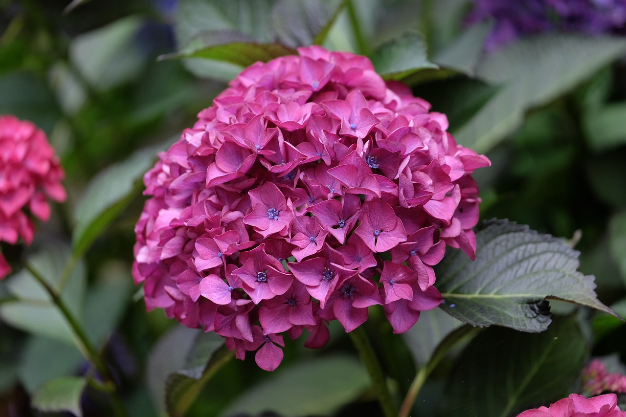 hydrangea flower blossom free photo