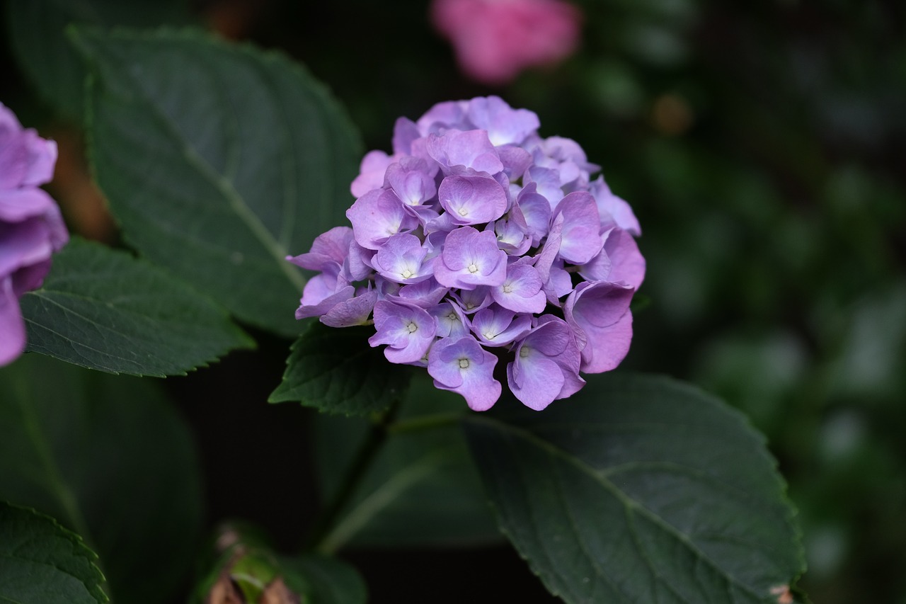 hydrangea summer flower free photo