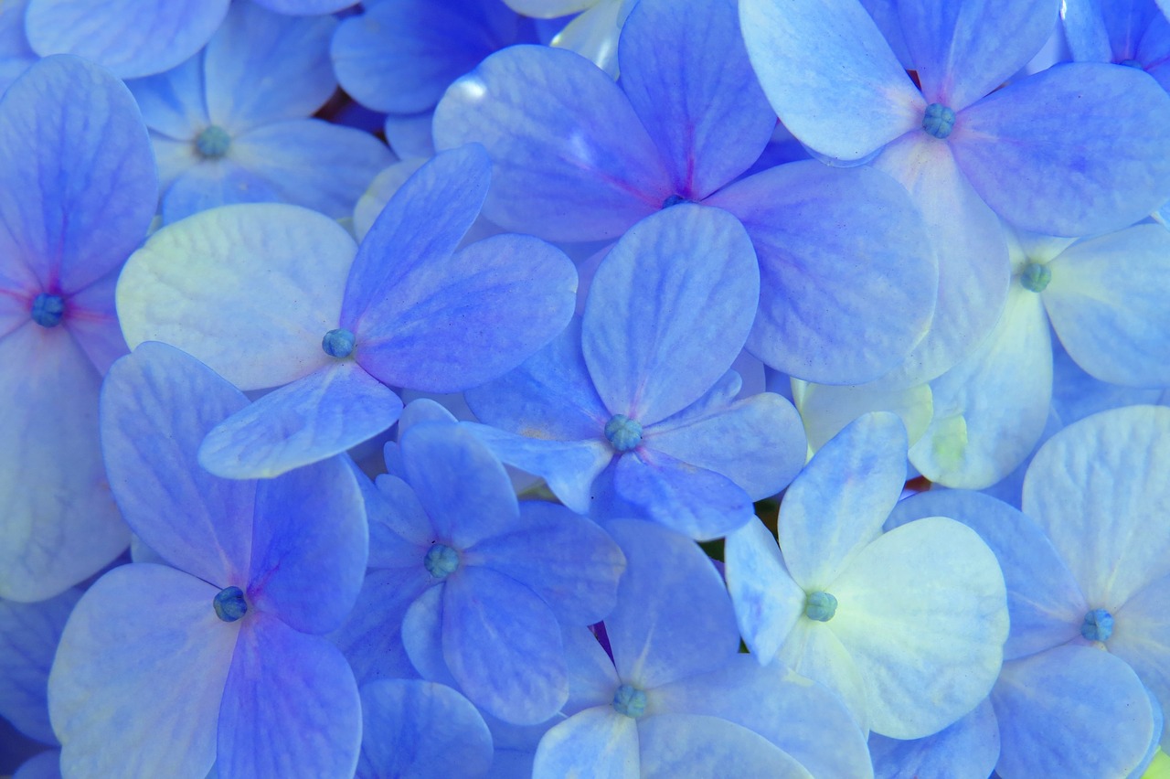 hydrangea blue flower free photo