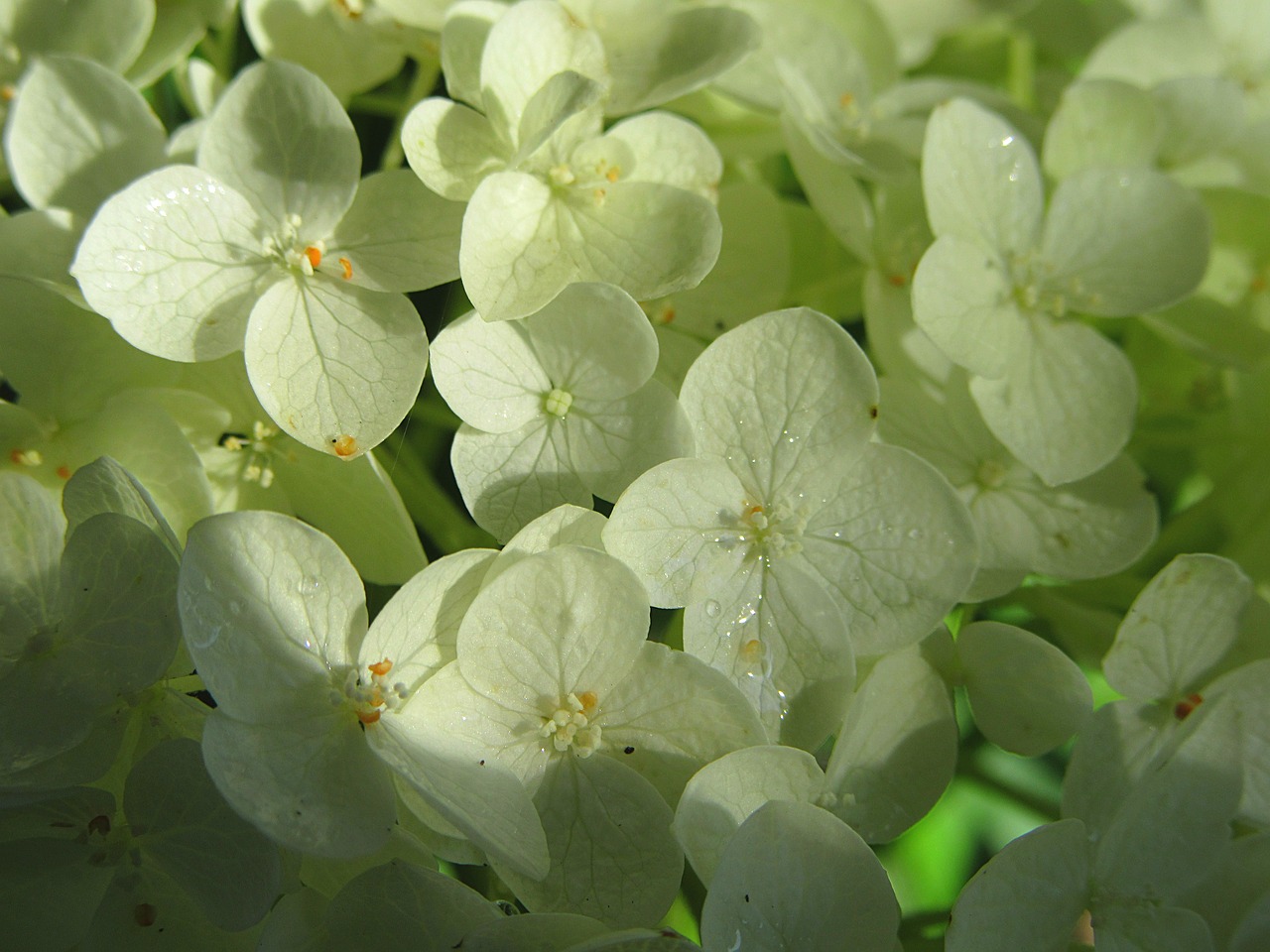 hydrangea white flower flowers free photo