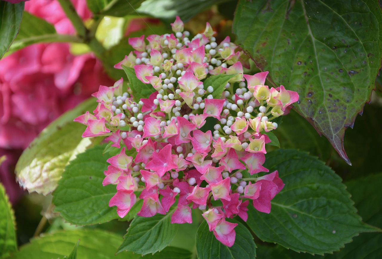 hydrangea flowers small free photo