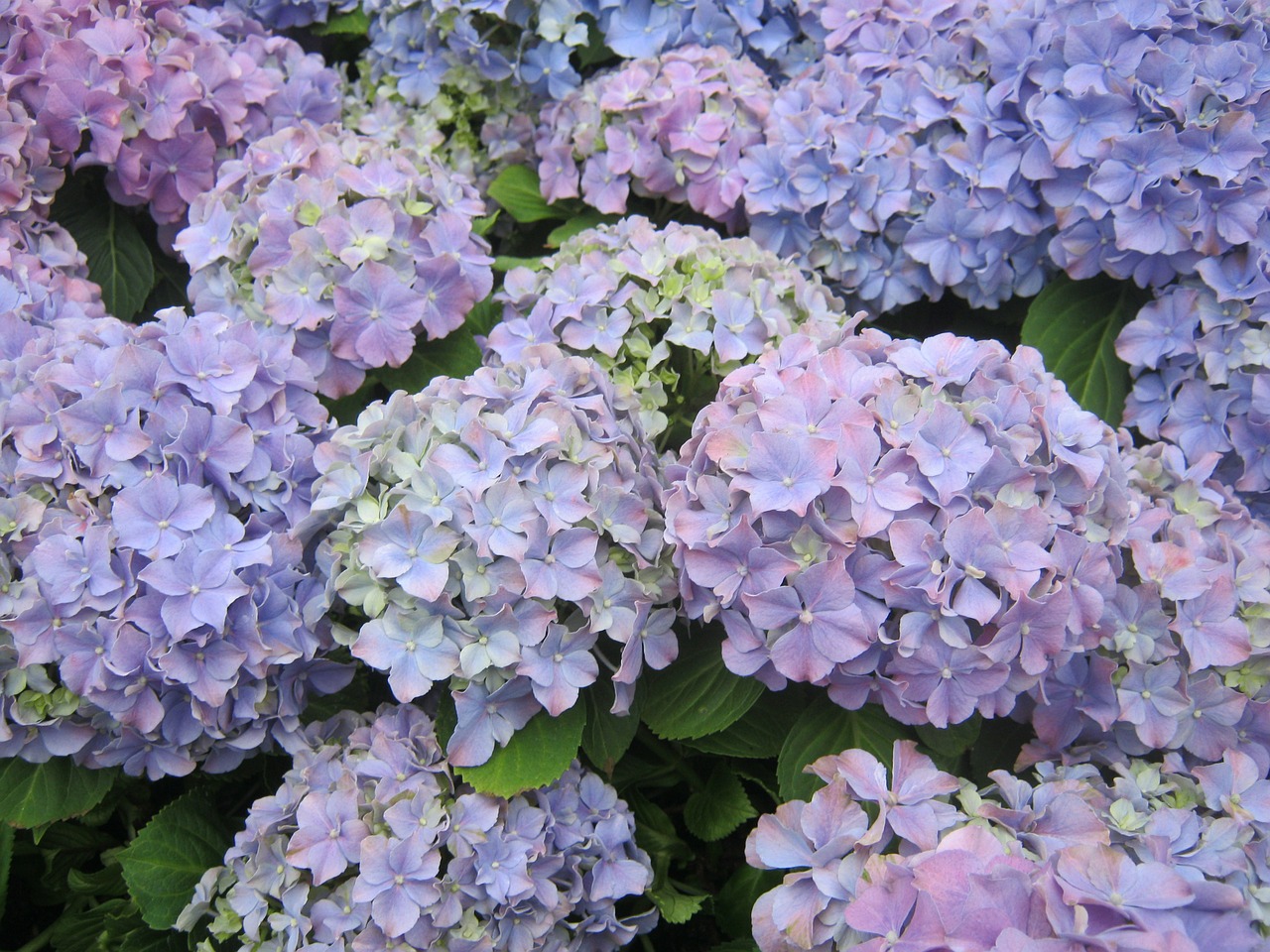 Hydrangea,flowers,blue,free pictures, free photos - free image from ...