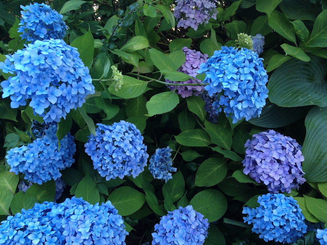 hydrangea flowers beautiful free photo