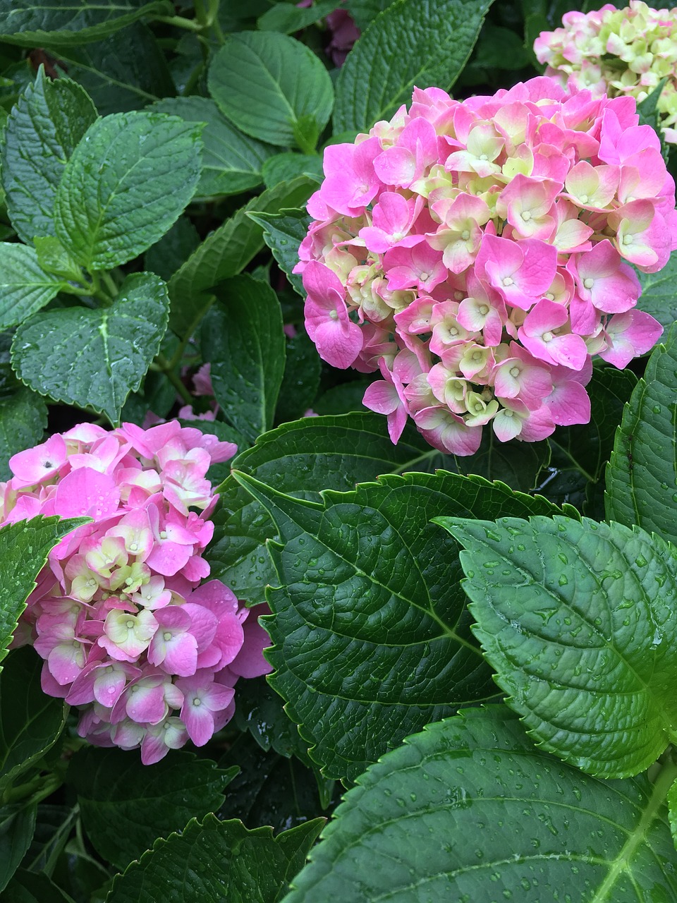 hydrangea pink flower free photo