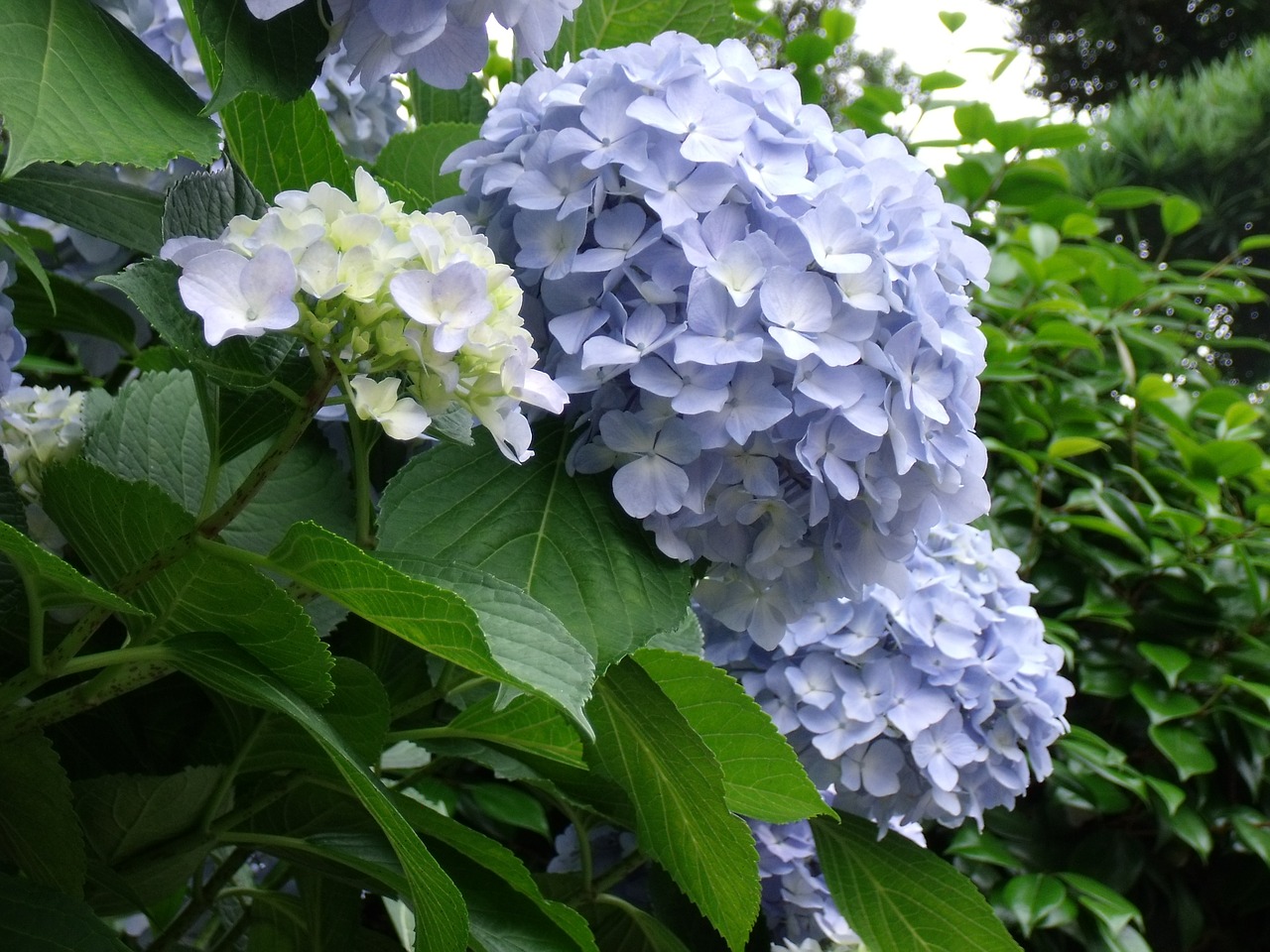 hydrangea blue flowers plant free photo