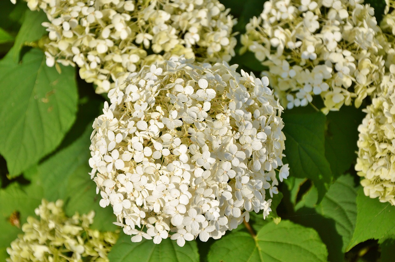 hydrangea flower flowers free photo