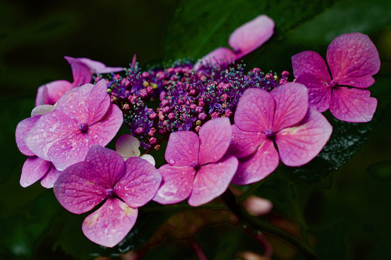 hydrangea hydrangea aspera lacecap free photo