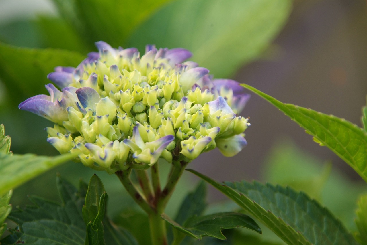 hydrangea purple flower free photo