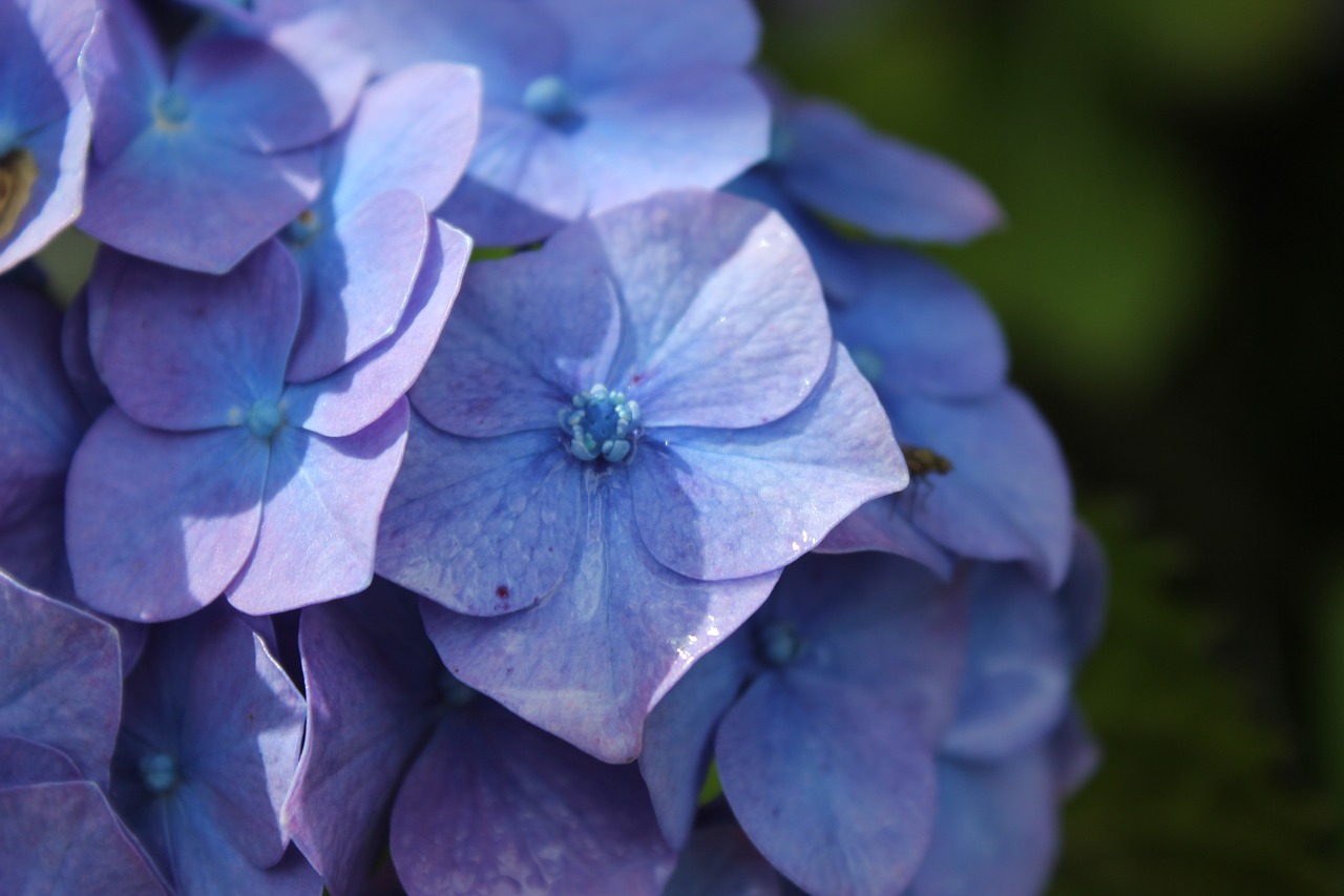 hydrangea violet pink free photo