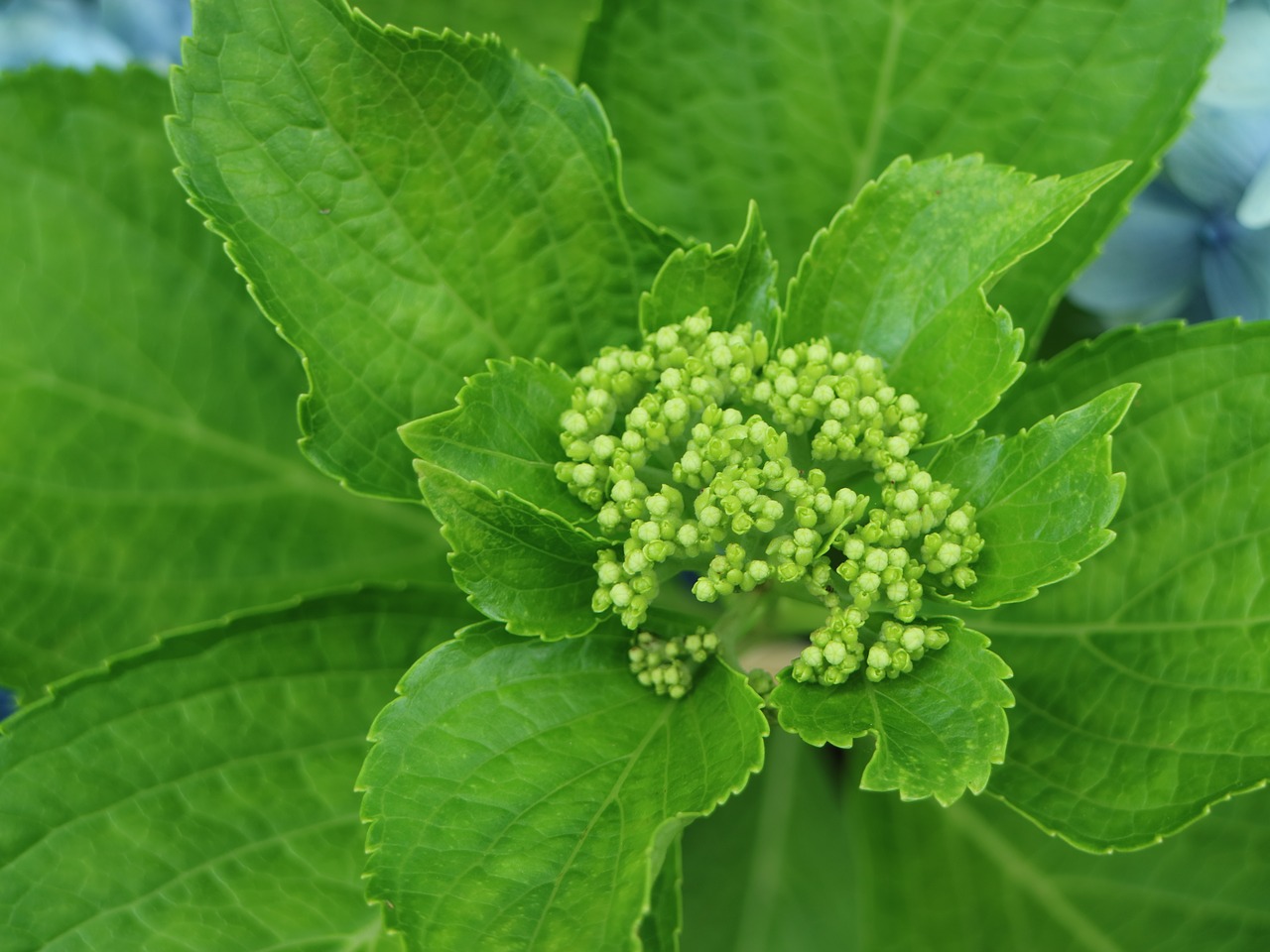 hydrangea jeju bud free photo