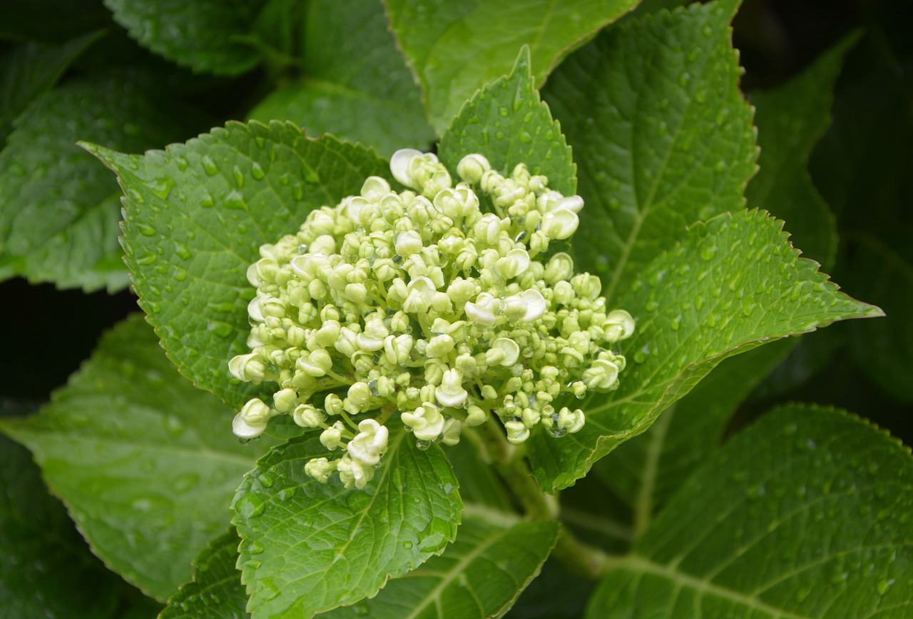 hydrangea button white free photo