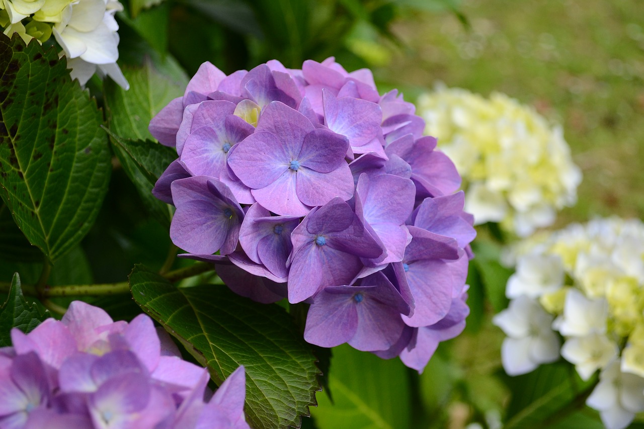 hydrangea macro soft pastel free photo