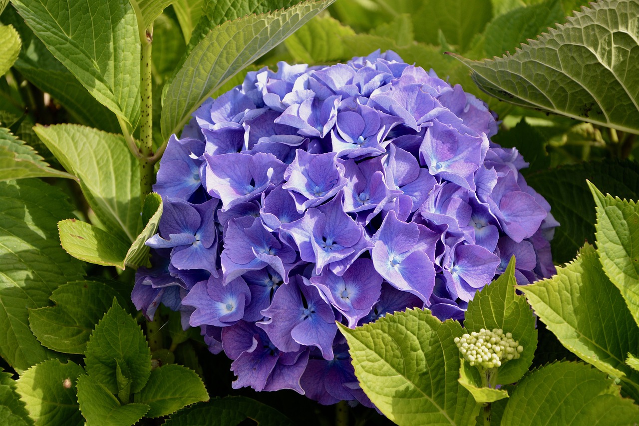 hydrangea color violet free photo