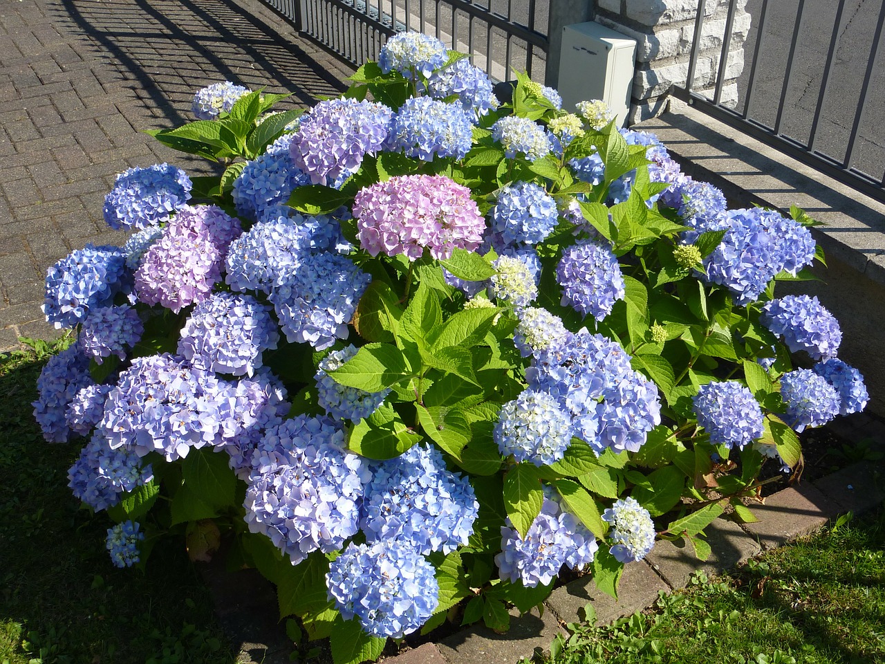 hydrangea greenhouse hydrangea violet free photo