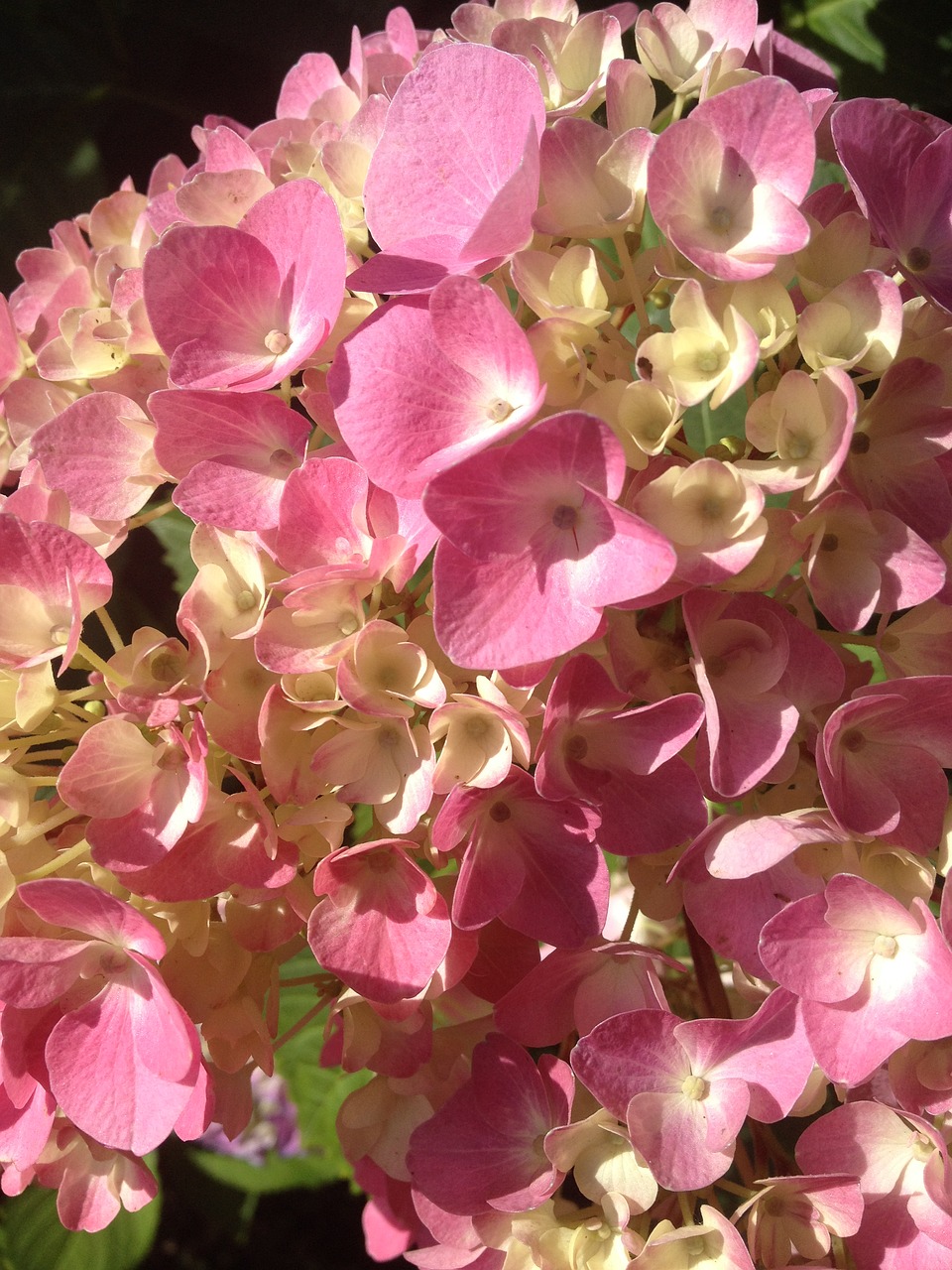 hydrangea pink blossom free photo