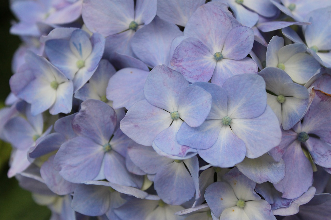 hydrangea purple in full bloom free photo