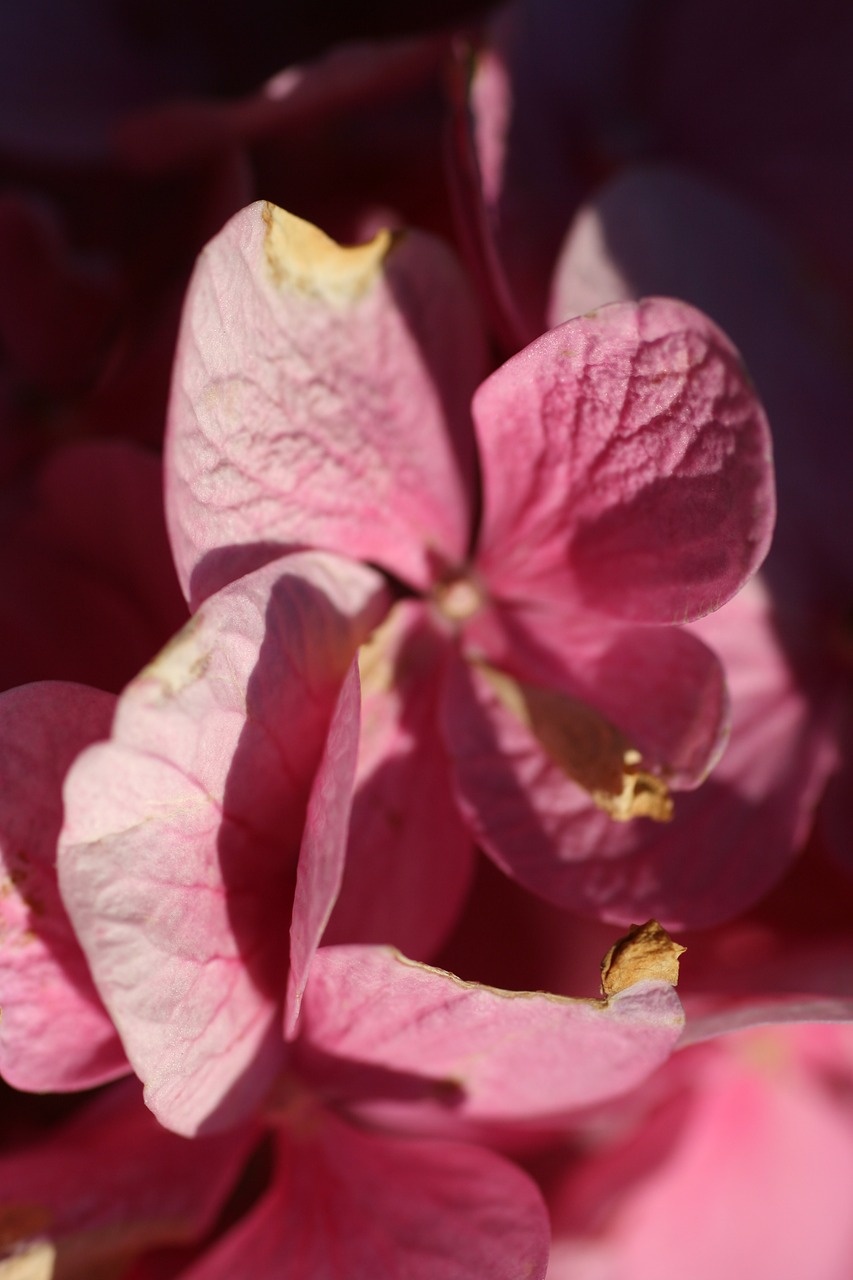 hydrangea flowers petals free photo