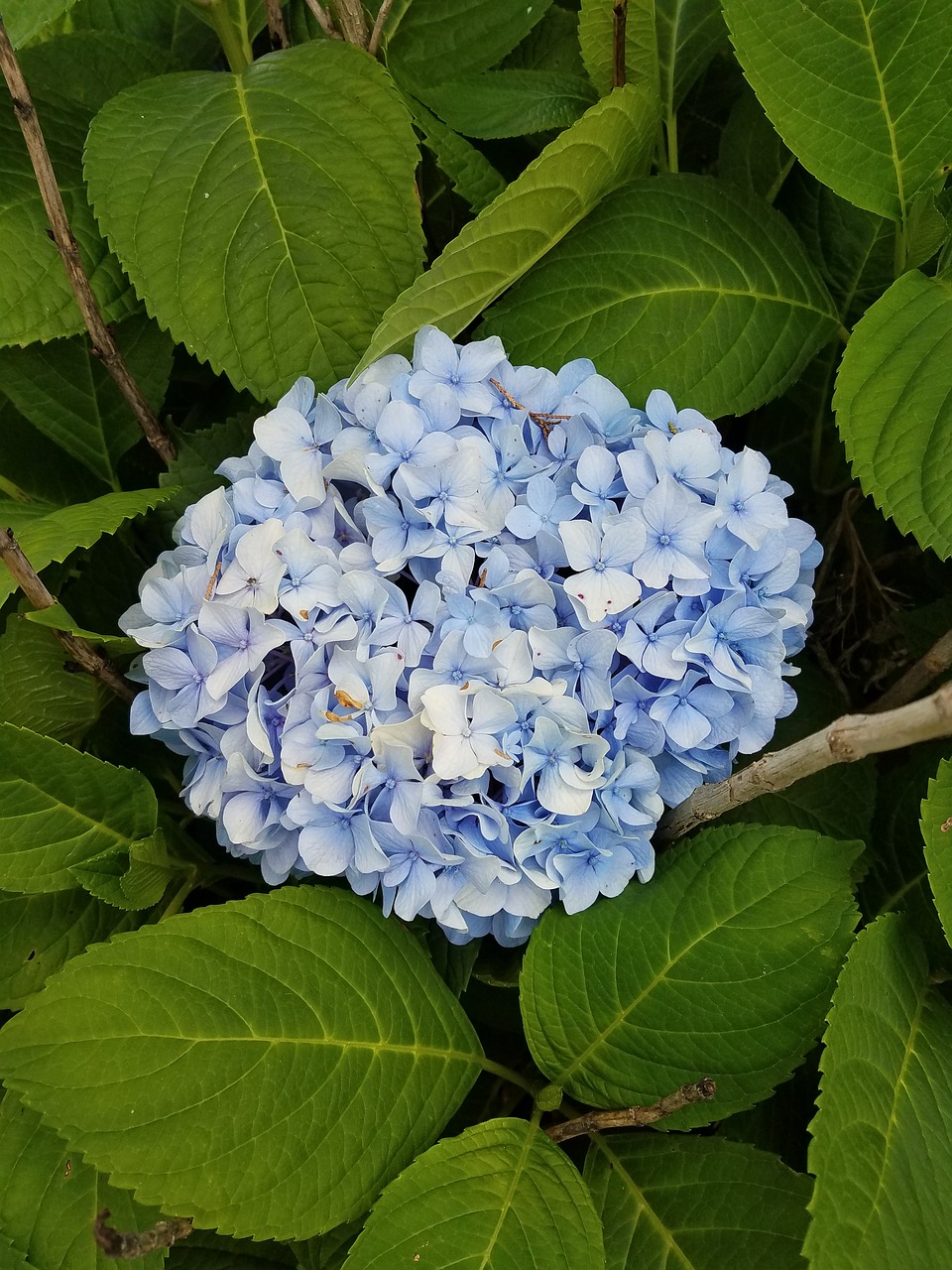 hydrangea flower shrub free photo