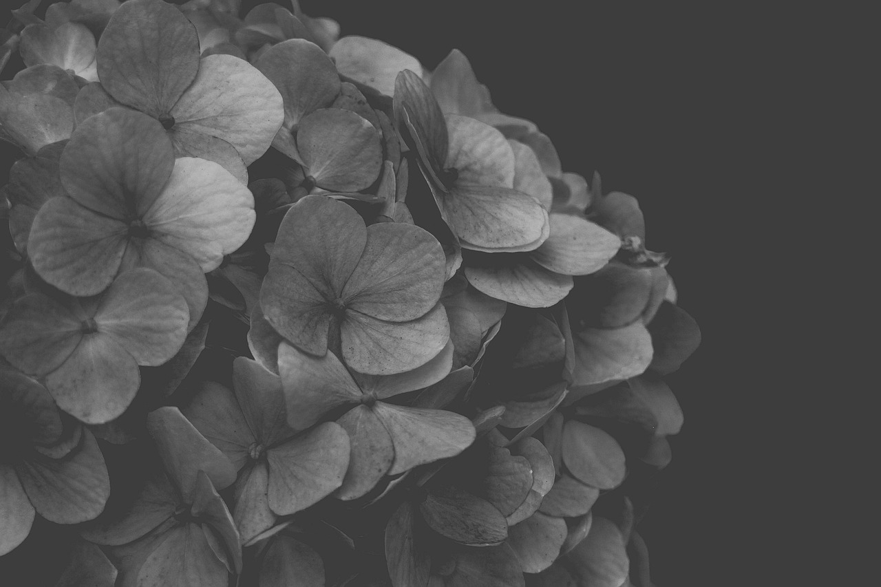 hydrangea blackandwhite flower free photo