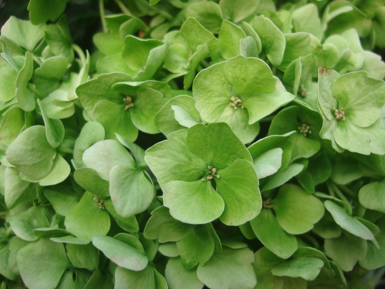 hydrangea flowers green free photo