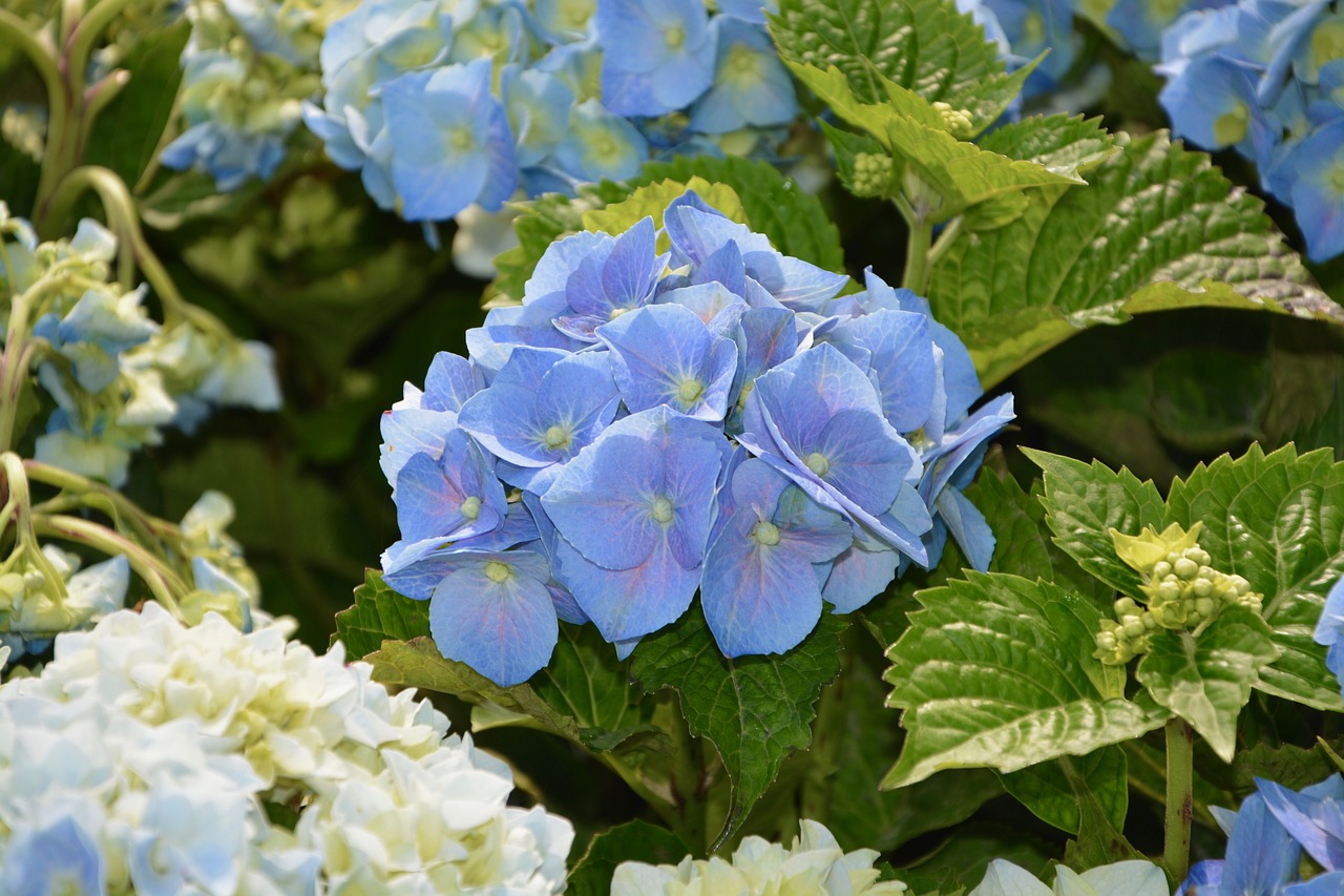 hydrangea blue flower pretty free photo