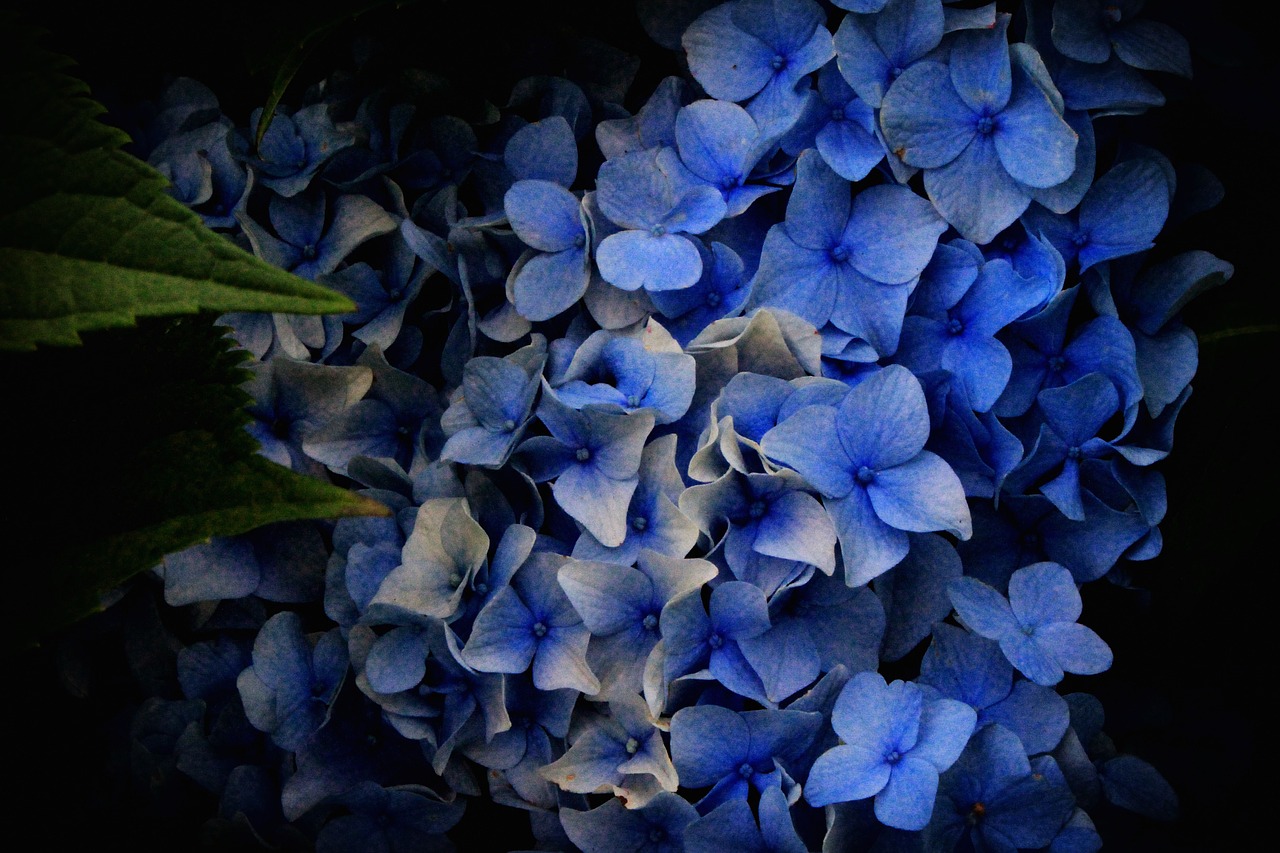 hydrangea flowers hydrangeas free photo