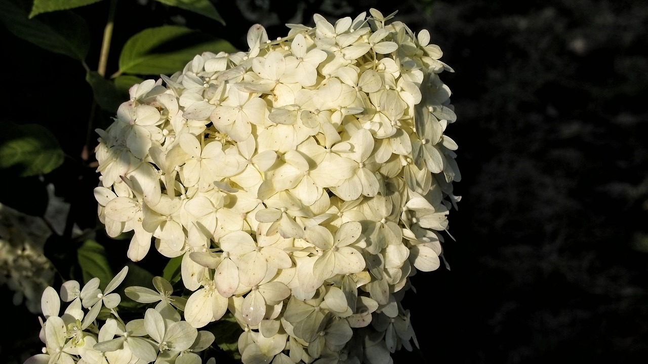 hydrangea hydrangeas blooms free photo