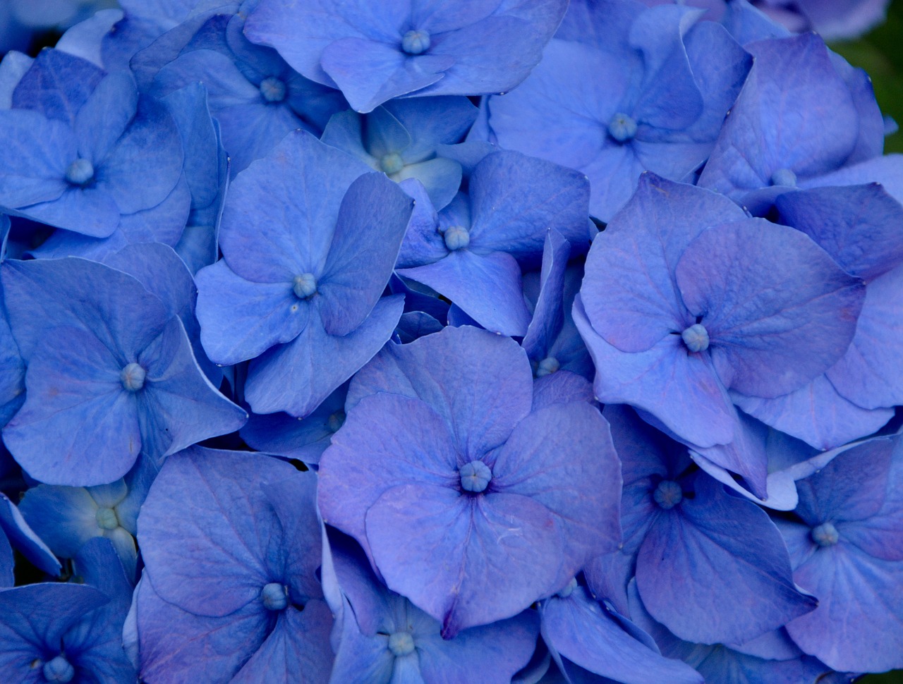 hydrangea flower blue free photo