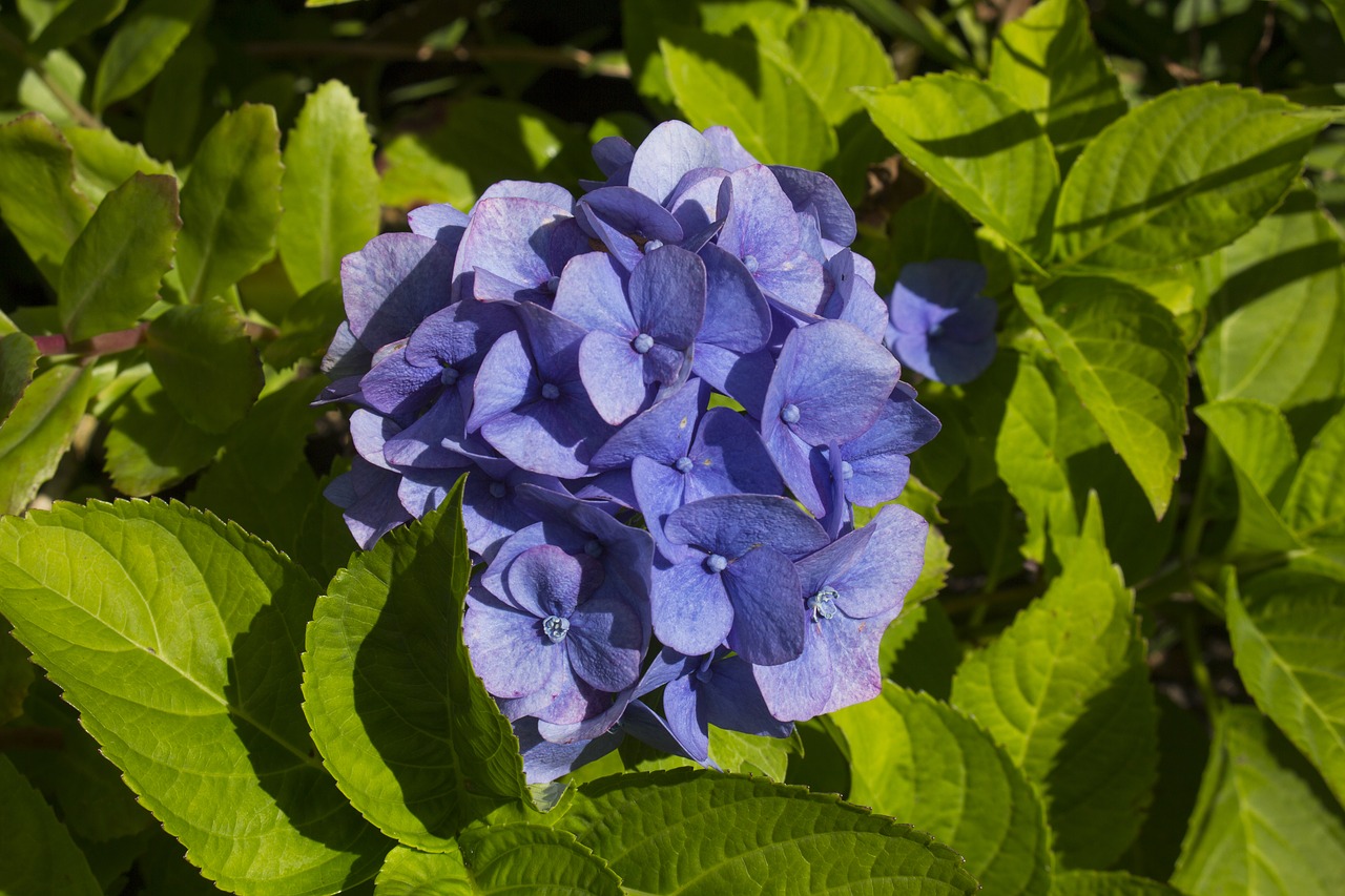 hydrangea flower nature free photo