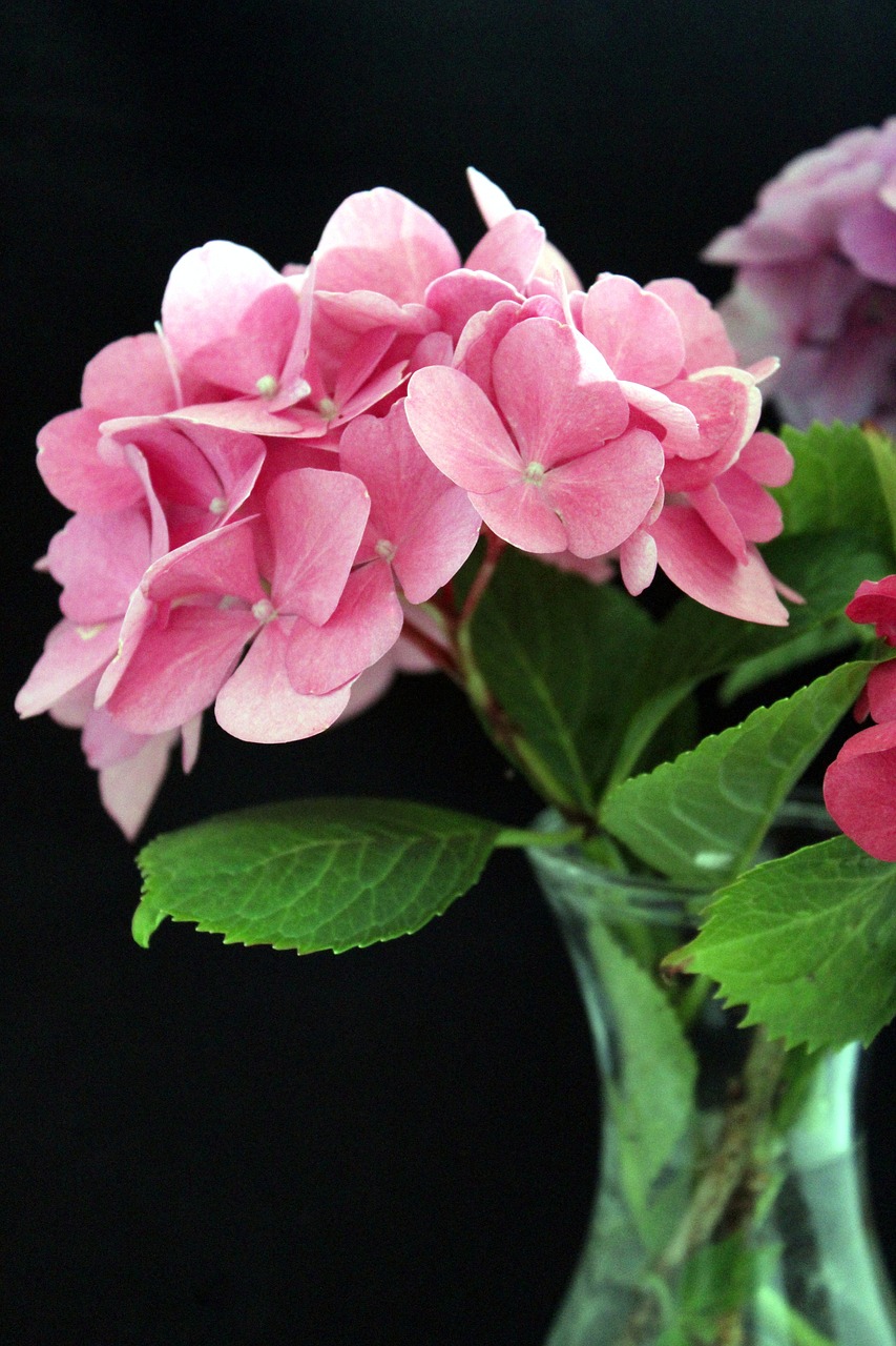 hydrangea flower flower black background free photo