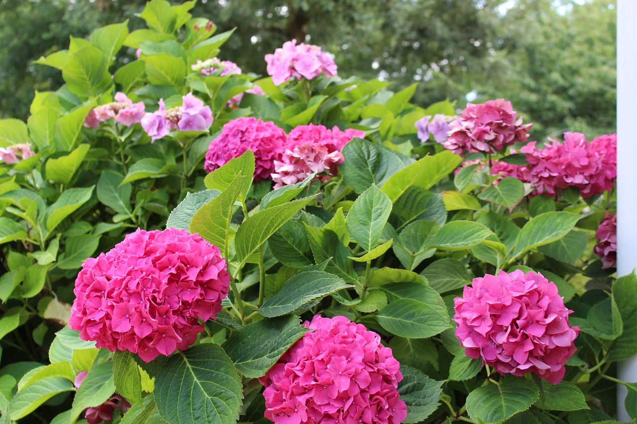 hydrangea flowers nature free photo