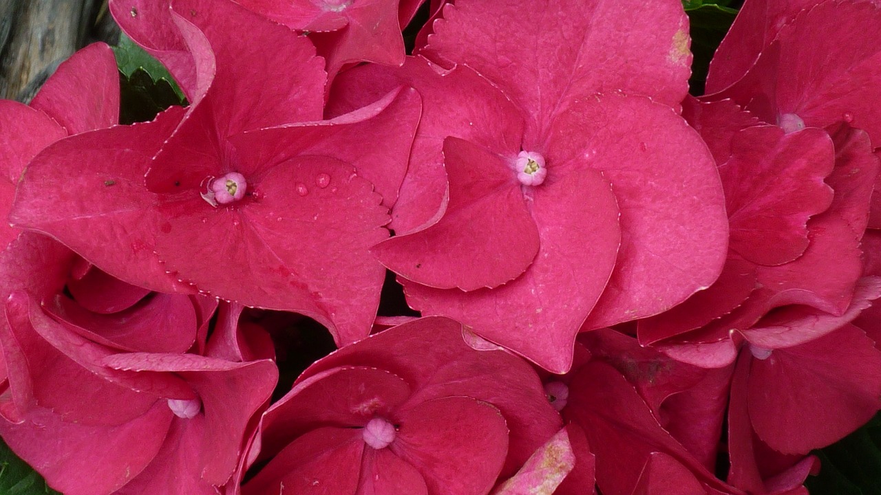 hydrangea flower red free photo