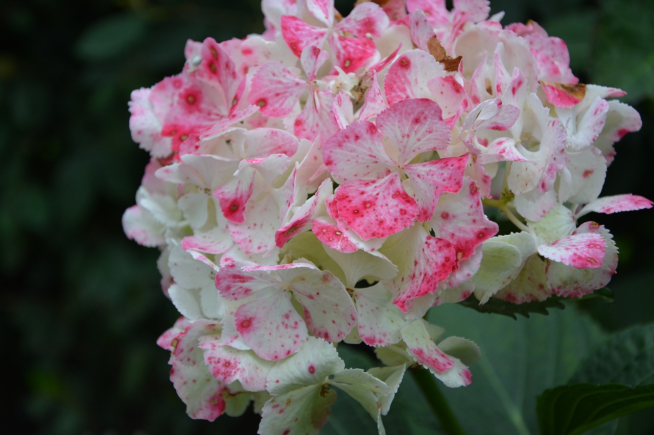 hydrangea white pink plant free photo