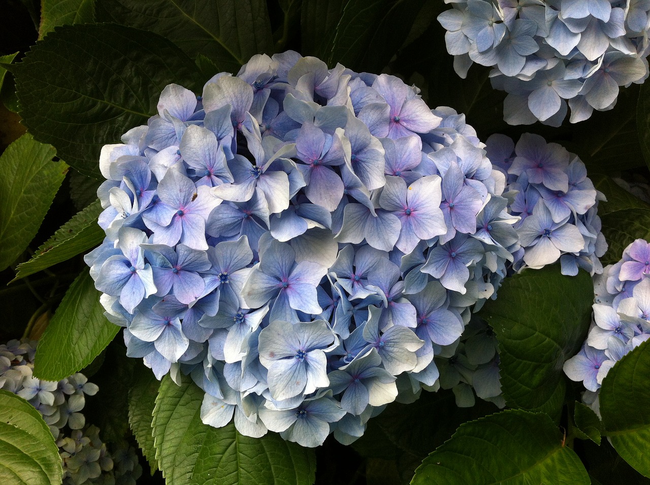 hydrangea flowers yard free photo