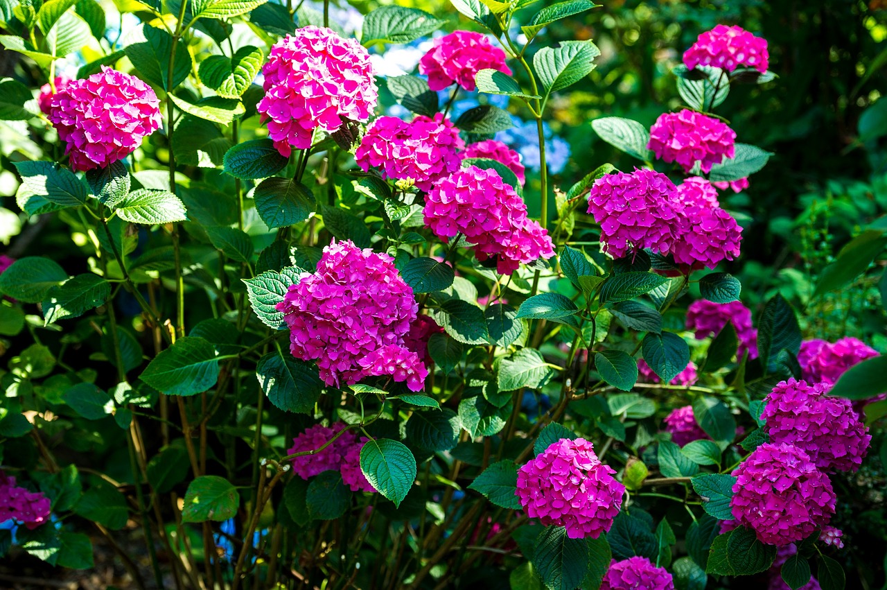 hydrangea flowers hot pink free photo