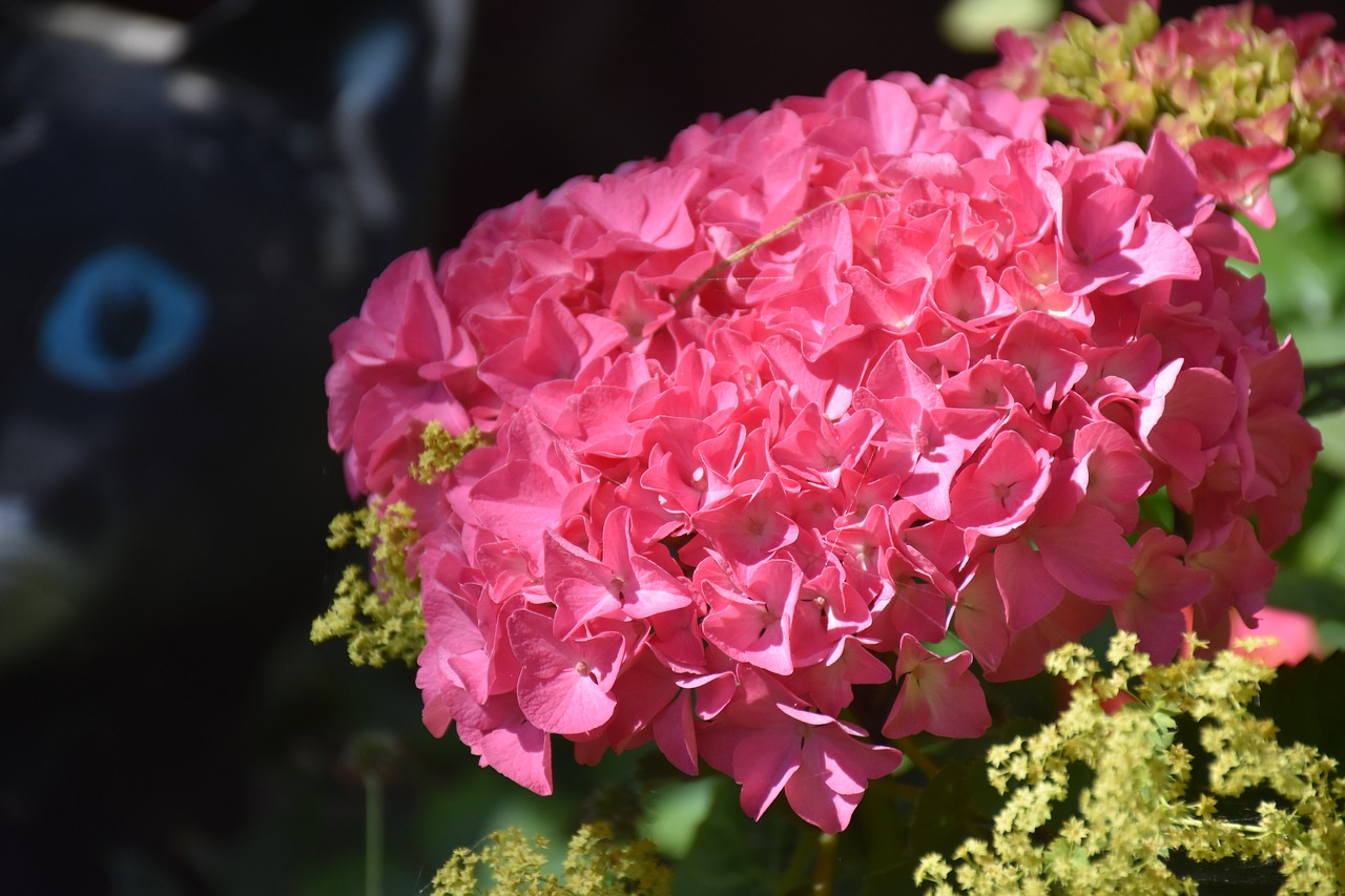 hydrangea blossom bloom free photo