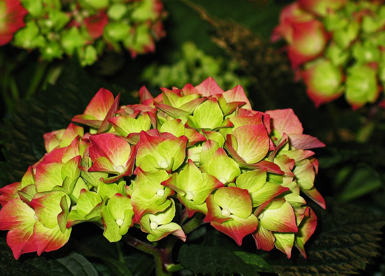 hydrangea garden blossom free photo