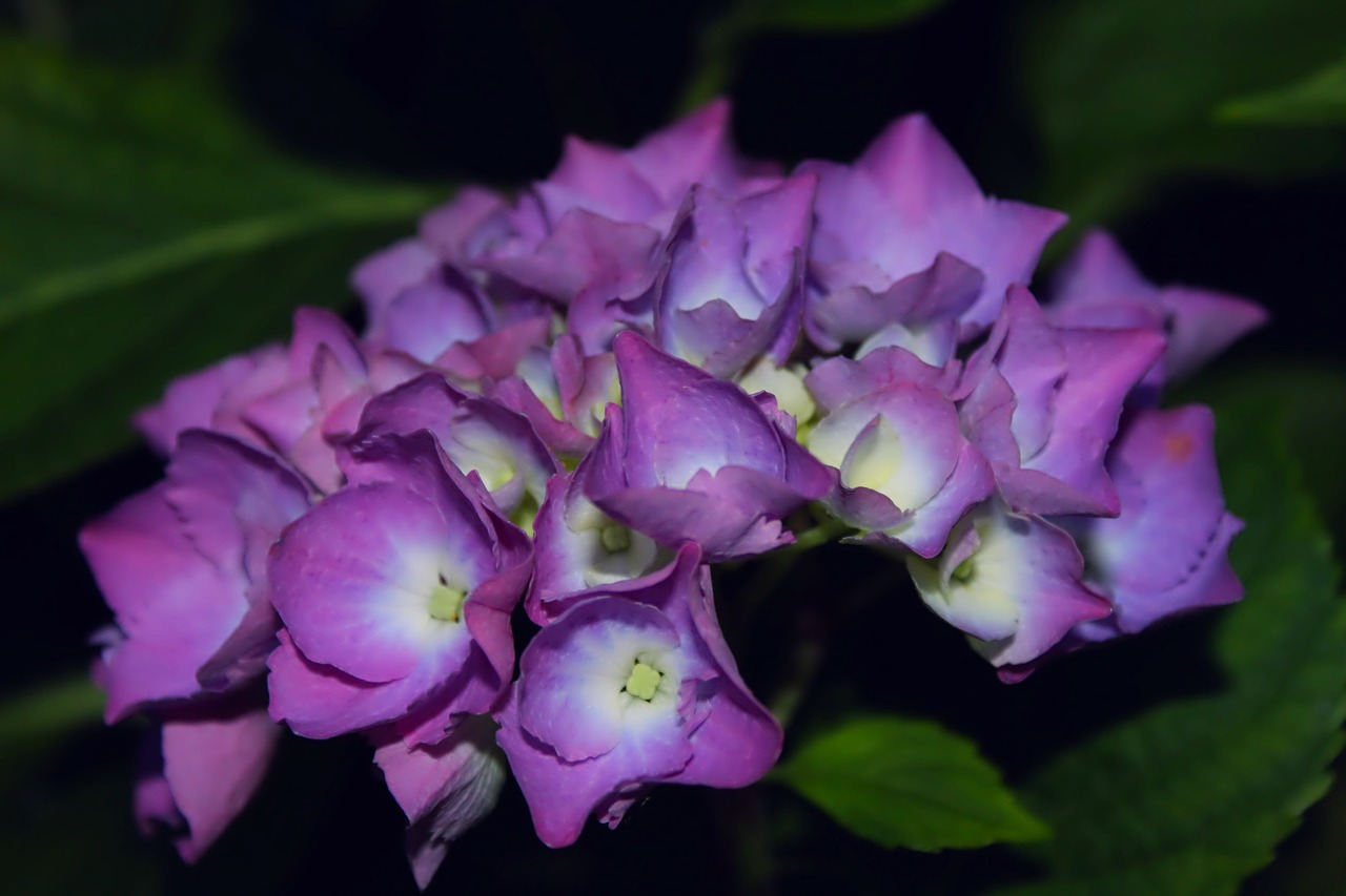 hydrangea violet petals